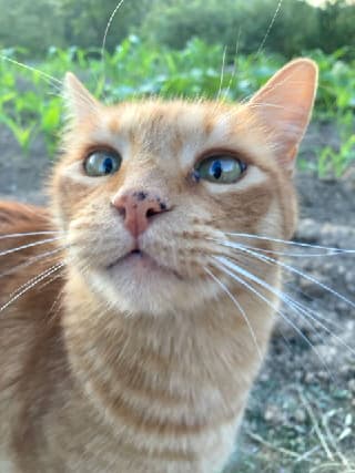 Mimishi
