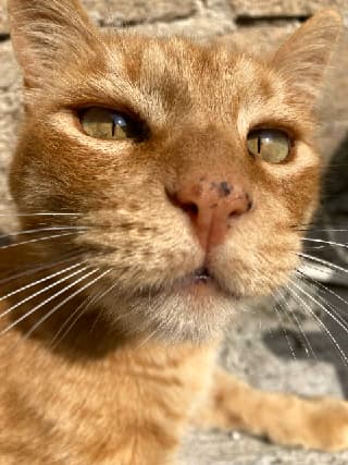 Mimishi