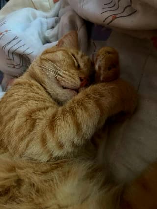 Mimishi