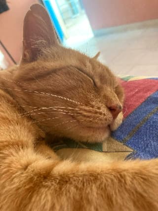 Mimishi