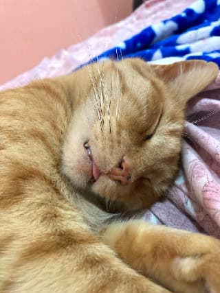 Mimishi