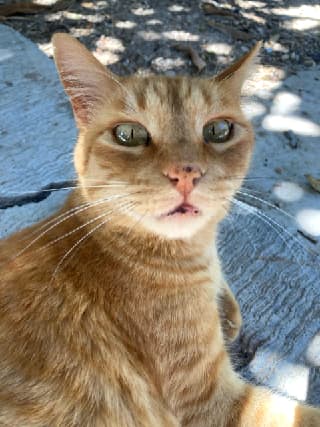 Mimishi