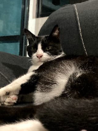 Nito