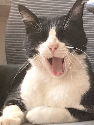 Nito